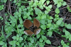 Chukrasia tabularis